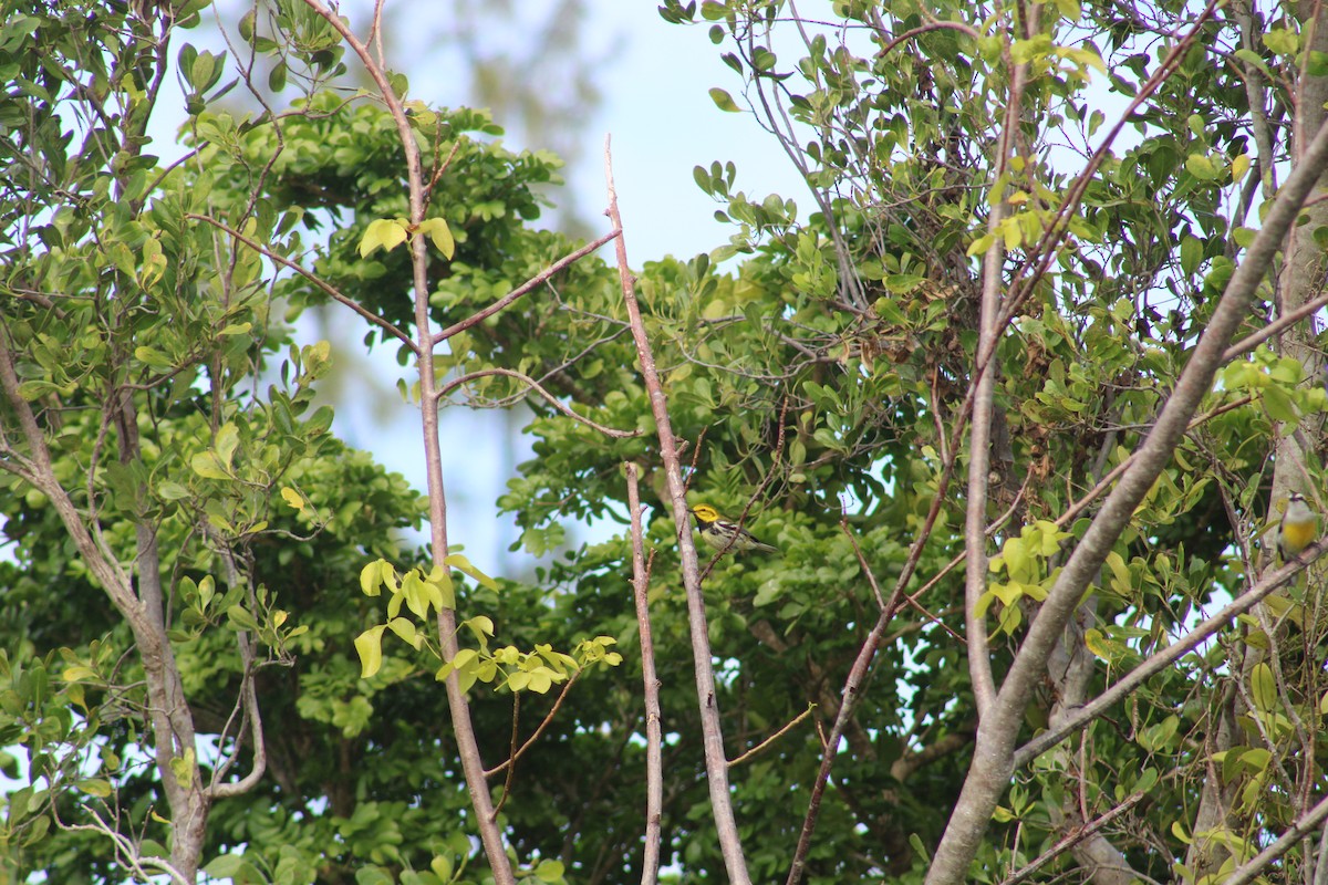 Black-throated Green Warbler - ML618472260