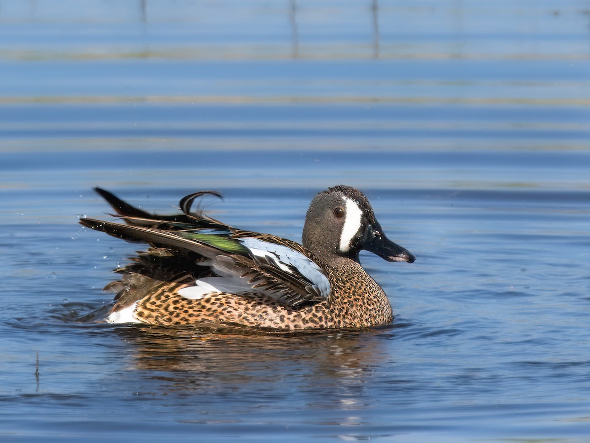 Blue-winged Teal - ML618472289