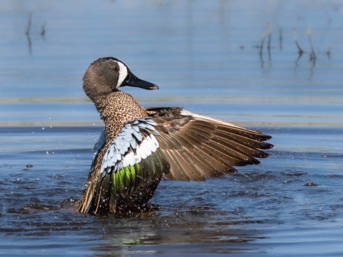 Blue-winged Teal - ML618472290