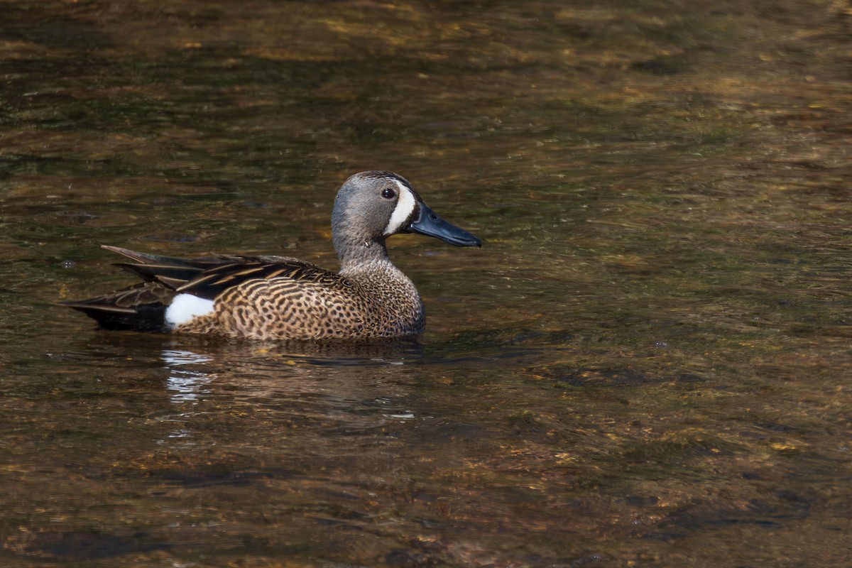 Blue-winged Teal - ML618472295