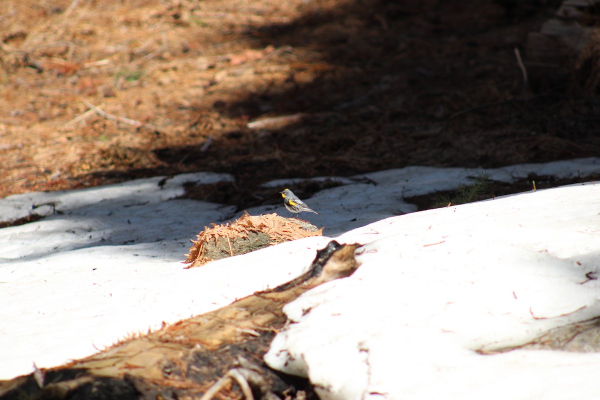 Yellow-rumped Warbler - ML618472313