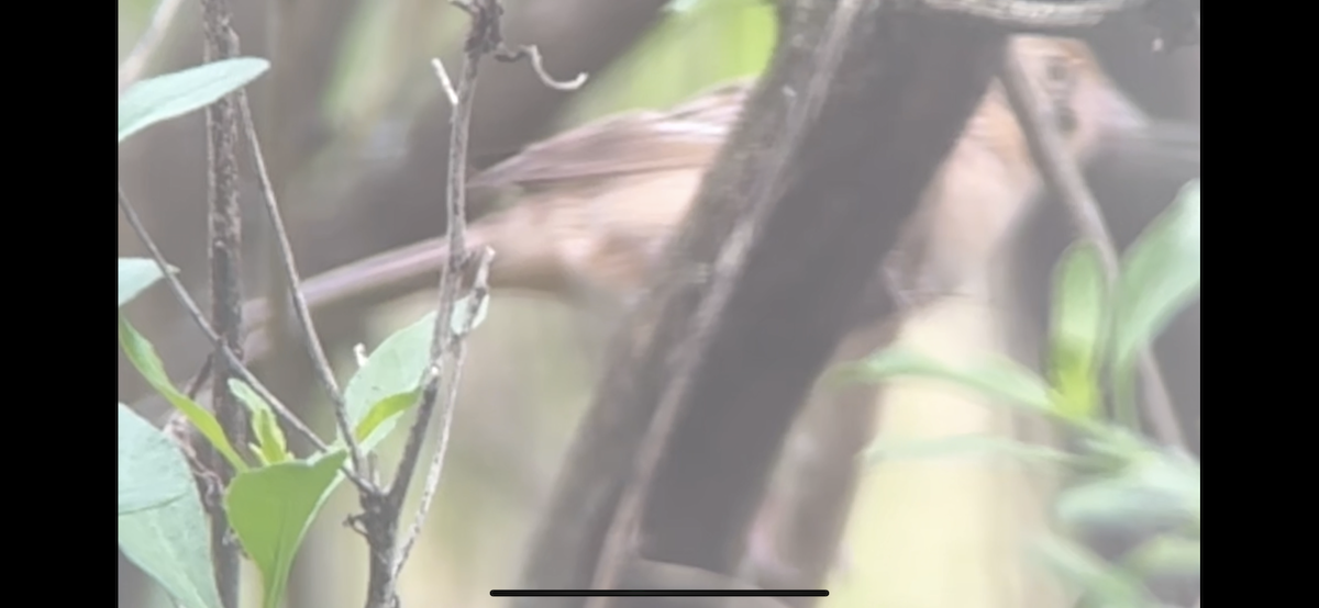 Grasshopper Sparrow - ML618472357