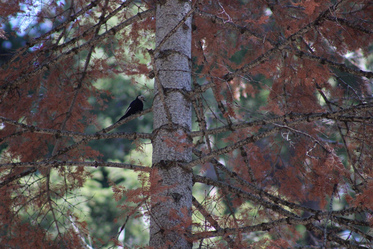 White-headed Woodpecker - ML618472366