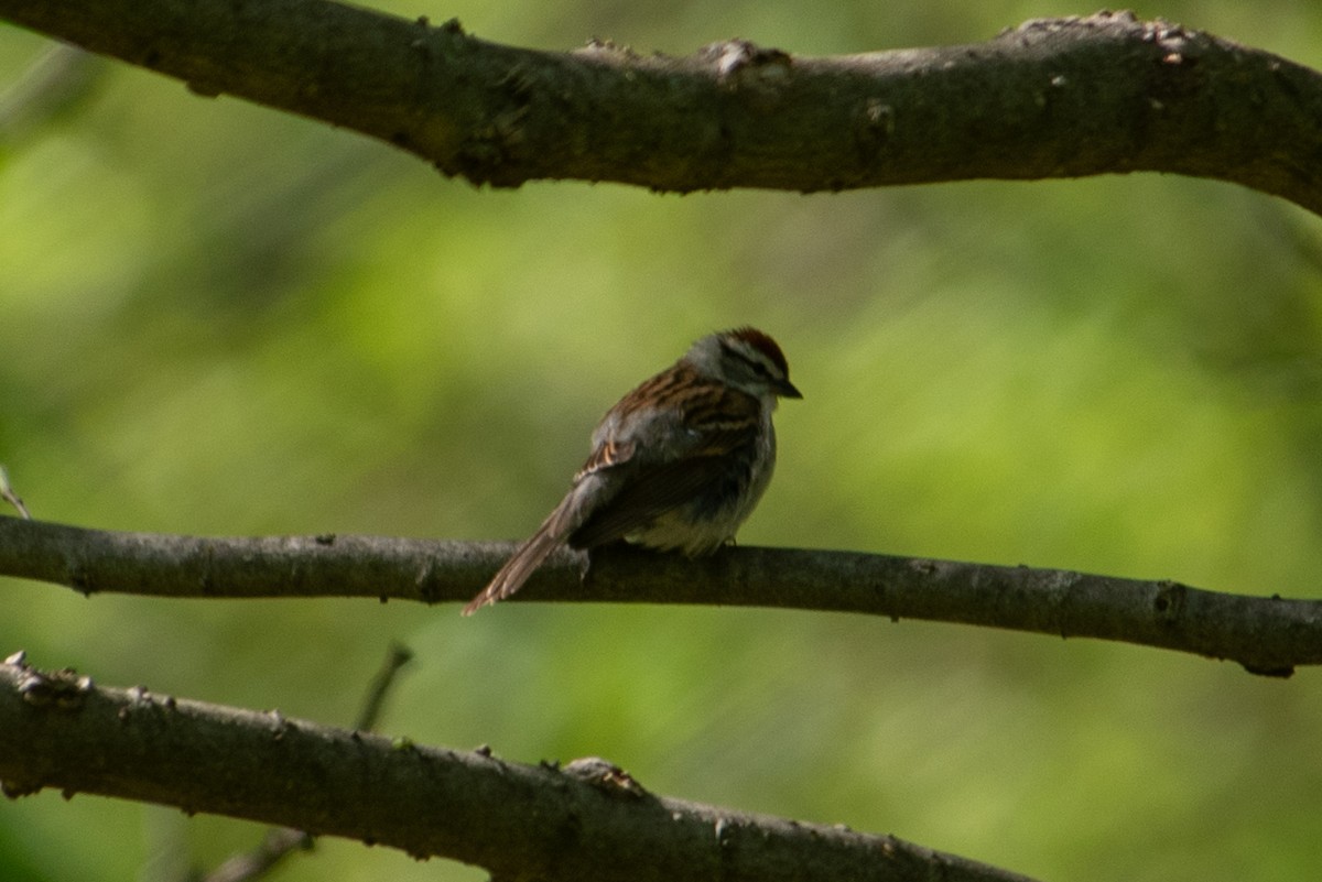 Chipping Sparrow - ML618472373