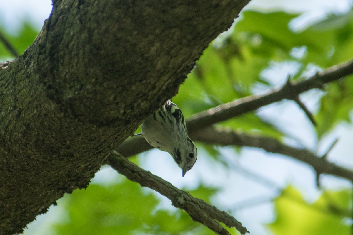 Black-and-white Warbler - ML618472376