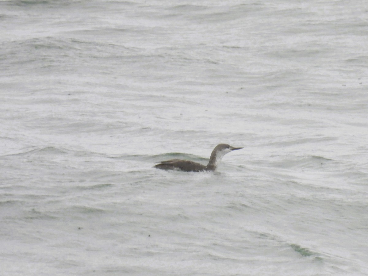 Red-throated Loon - ML618472385