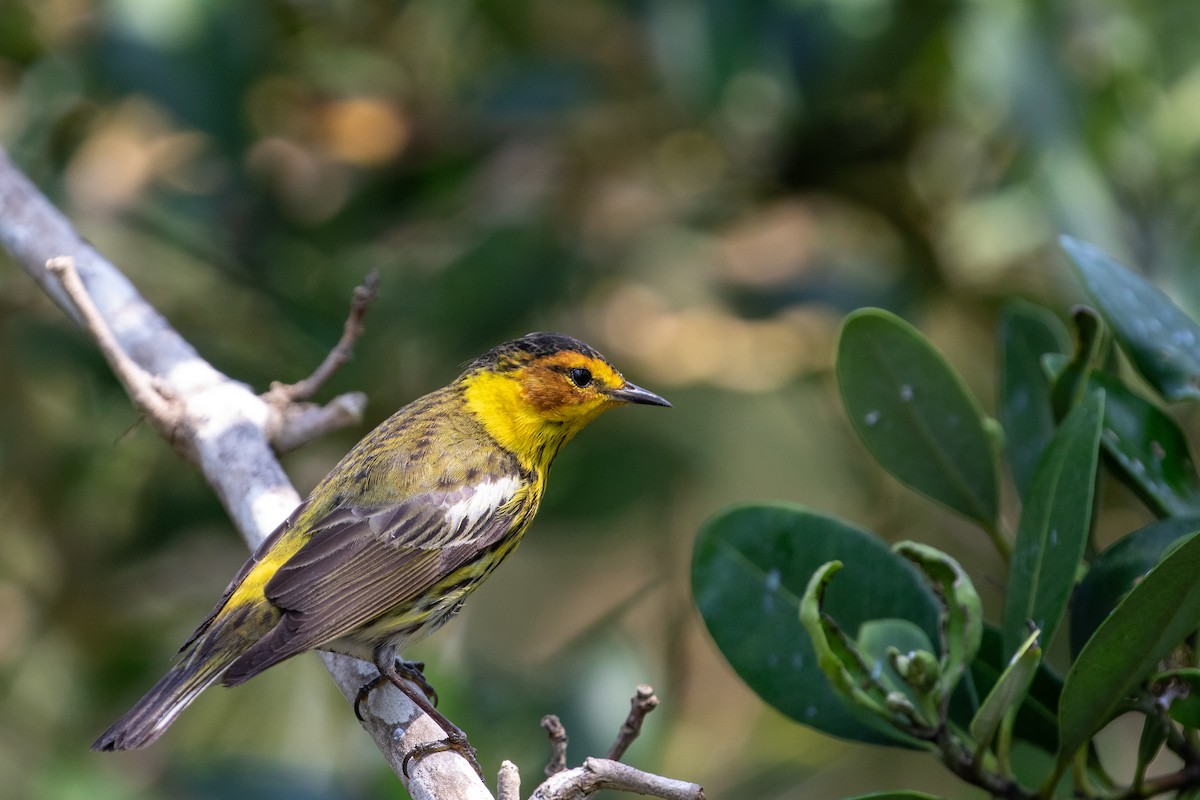Cape May Warbler - ML618472386