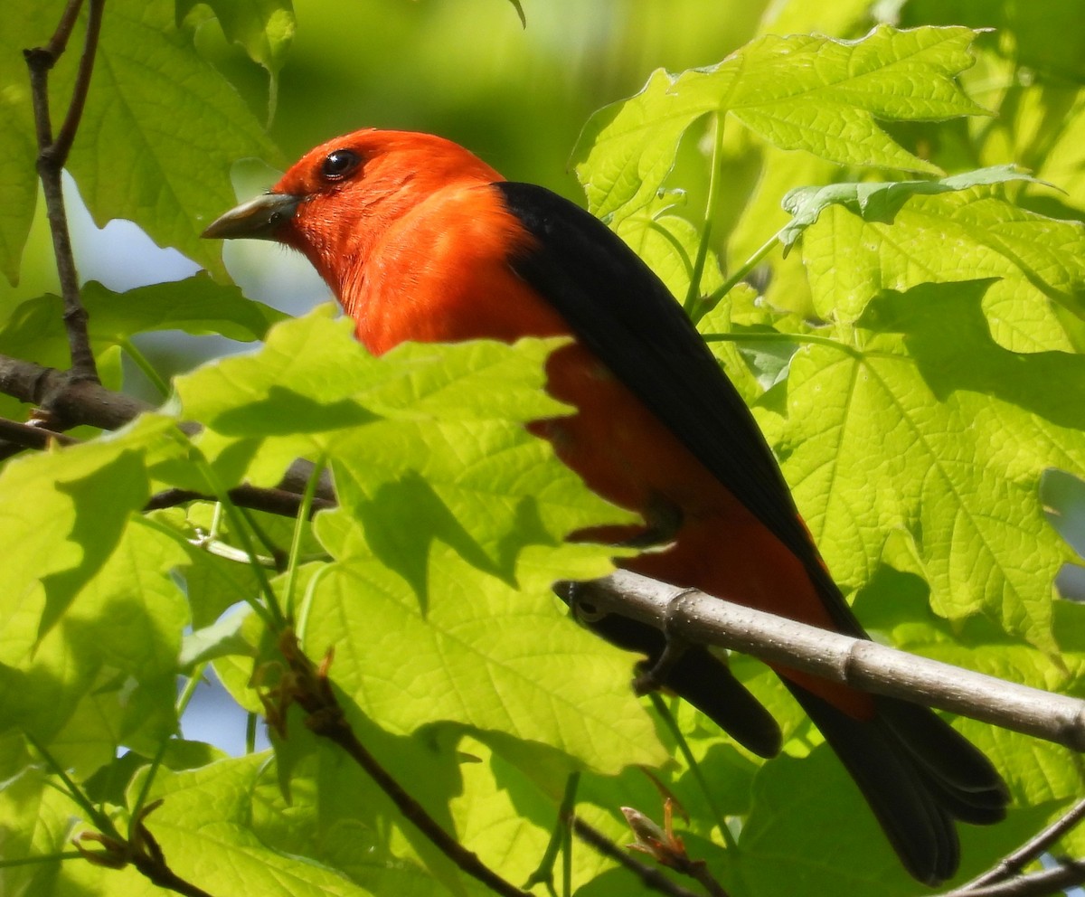 Scarlet Tanager - ML618472392