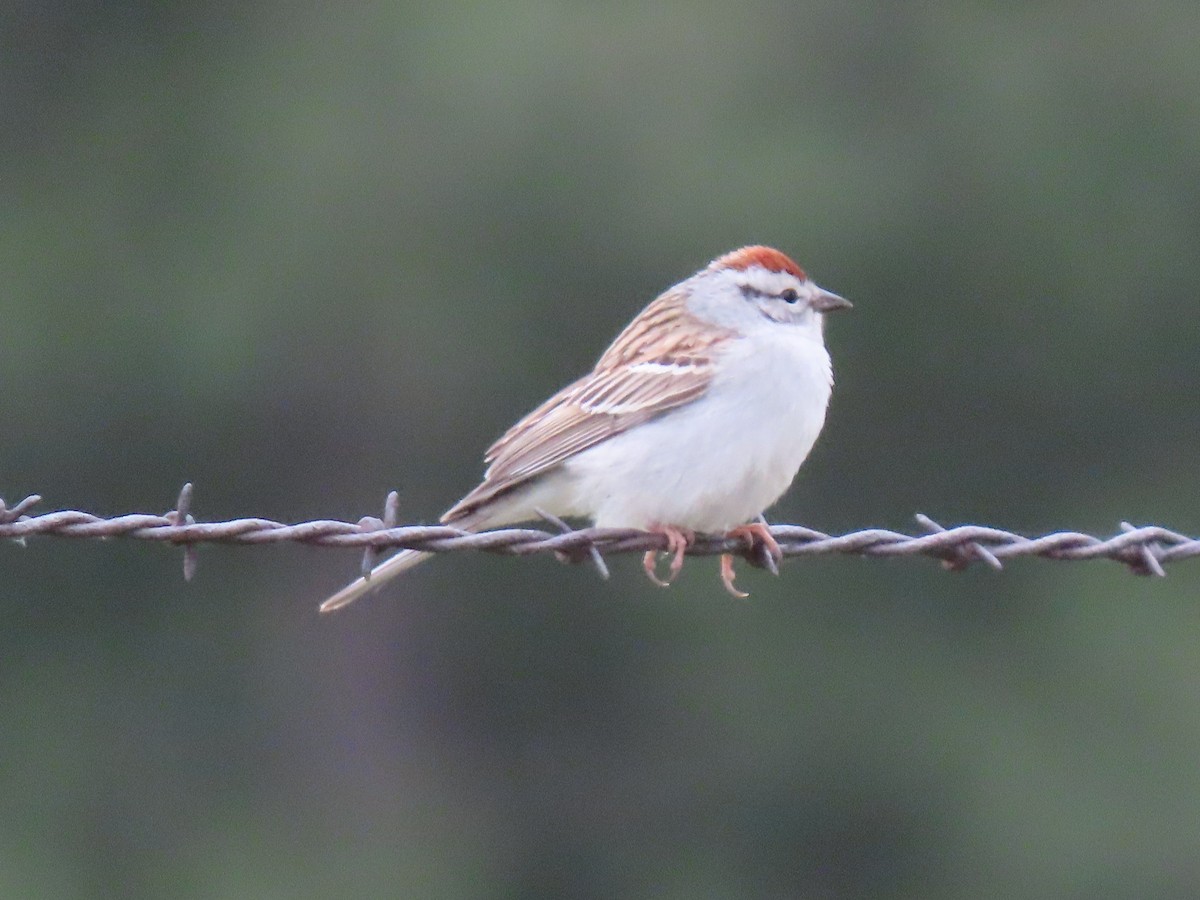 Chipping Sparrow - ML618472439