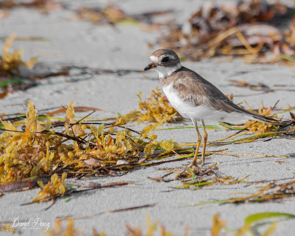 Semipalmated Plover - ML618472457