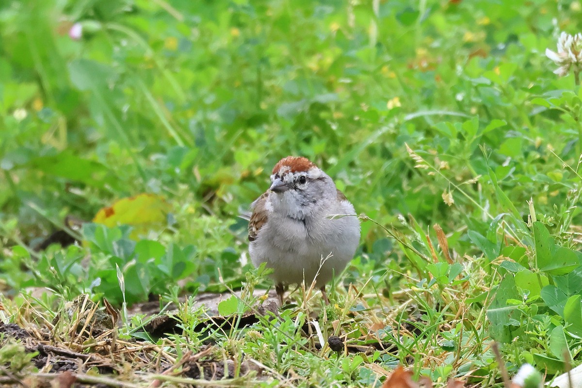 Chipping Sparrow - ML618472526