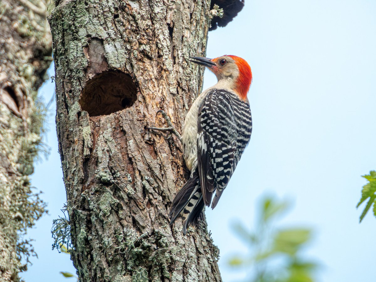 Red-bellied Woodpecker - ML618472562