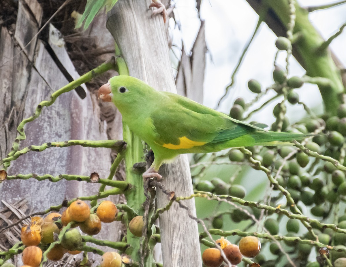 Yellow-chevroned Parakeet - ML618472577