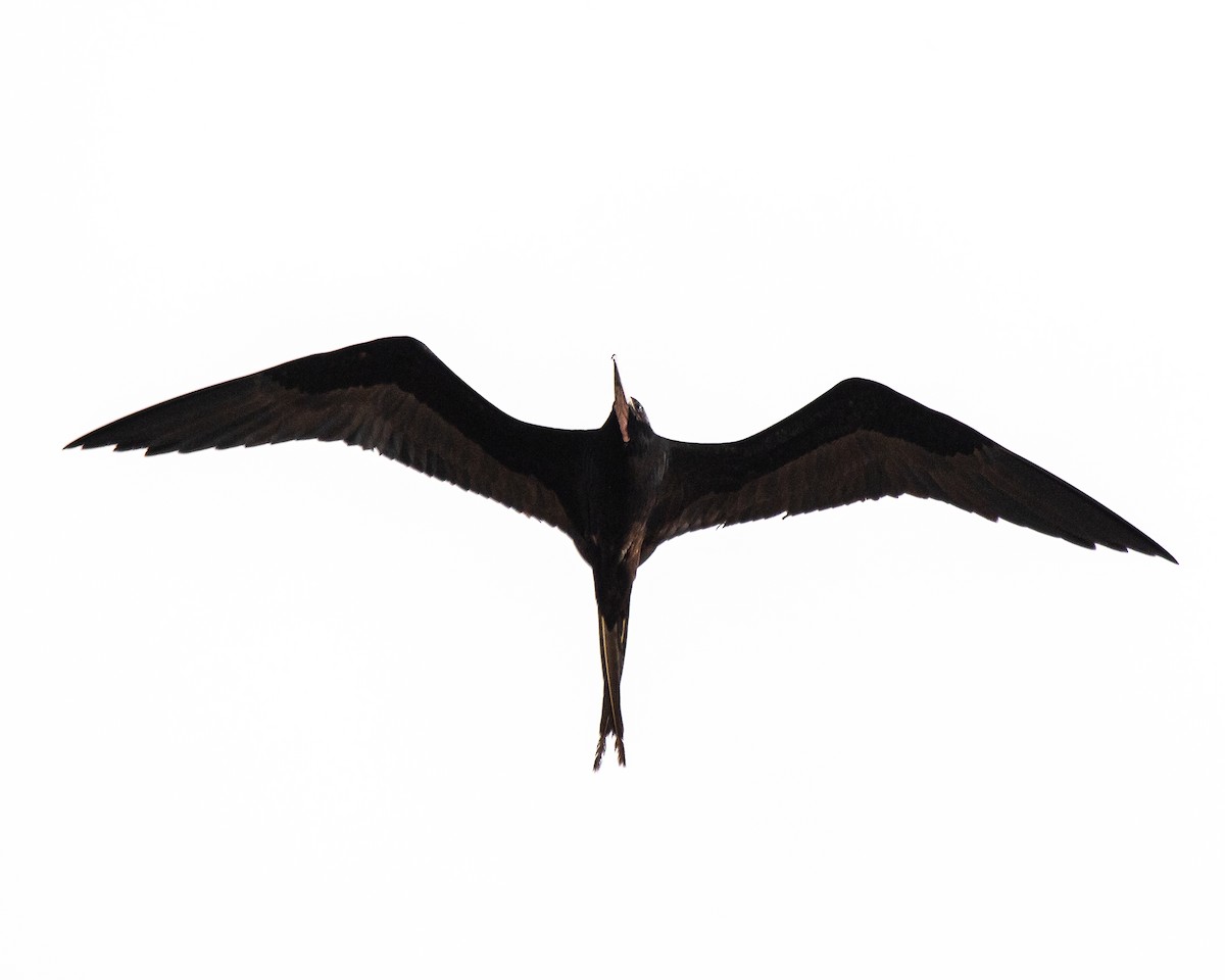 Magnificent Frigatebird - ML618472584