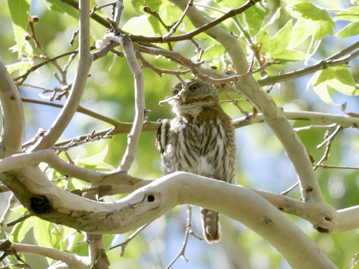 Northern Pygmy-Owl (Mountain) - Mark McConaughy