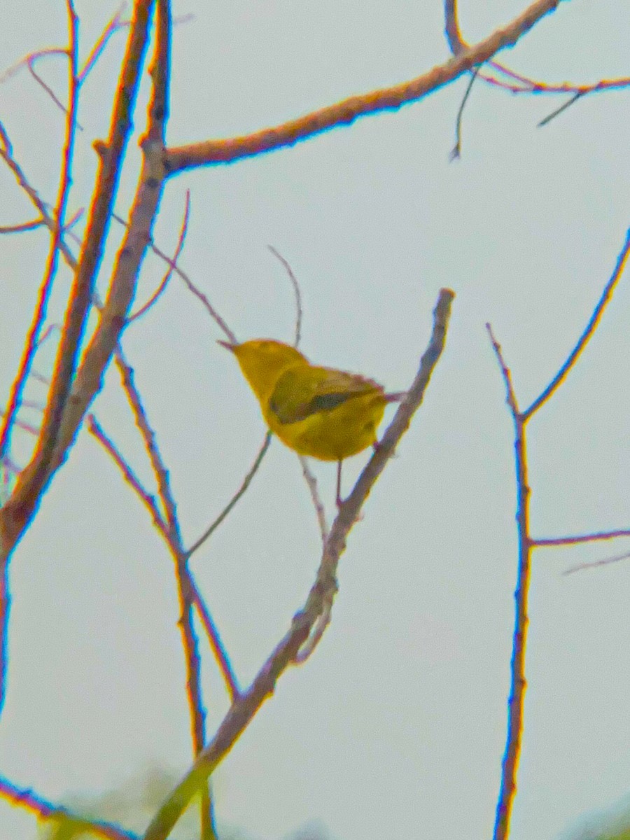 Yellow Warbler - ML618472622