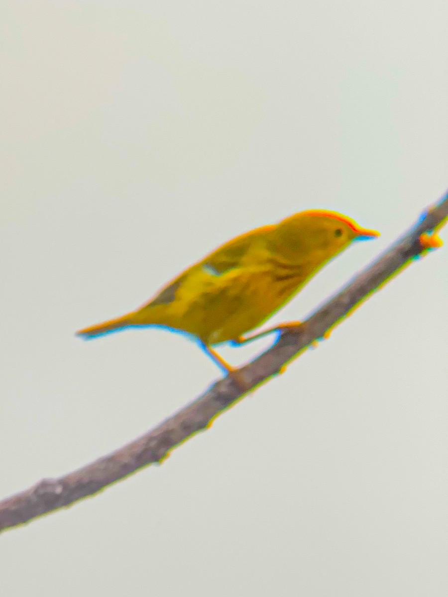 Yellow Warbler - ML618472623