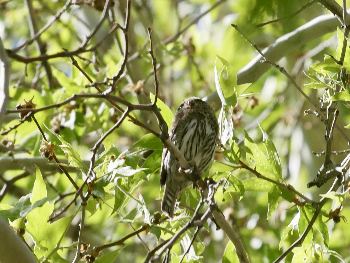Northern Pygmy-Owl (Mountain) - ML618472626