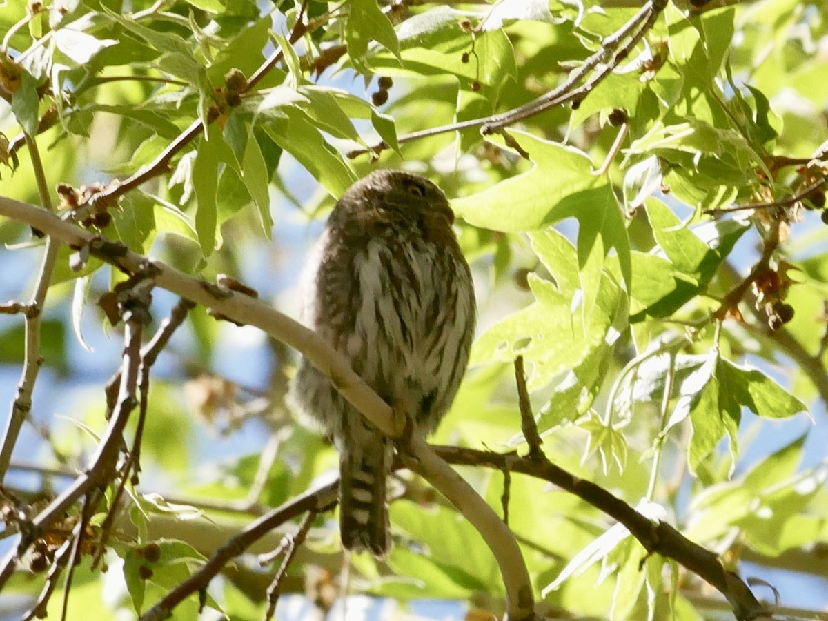 Northern Pygmy-Owl (Mountain) - ML618472637