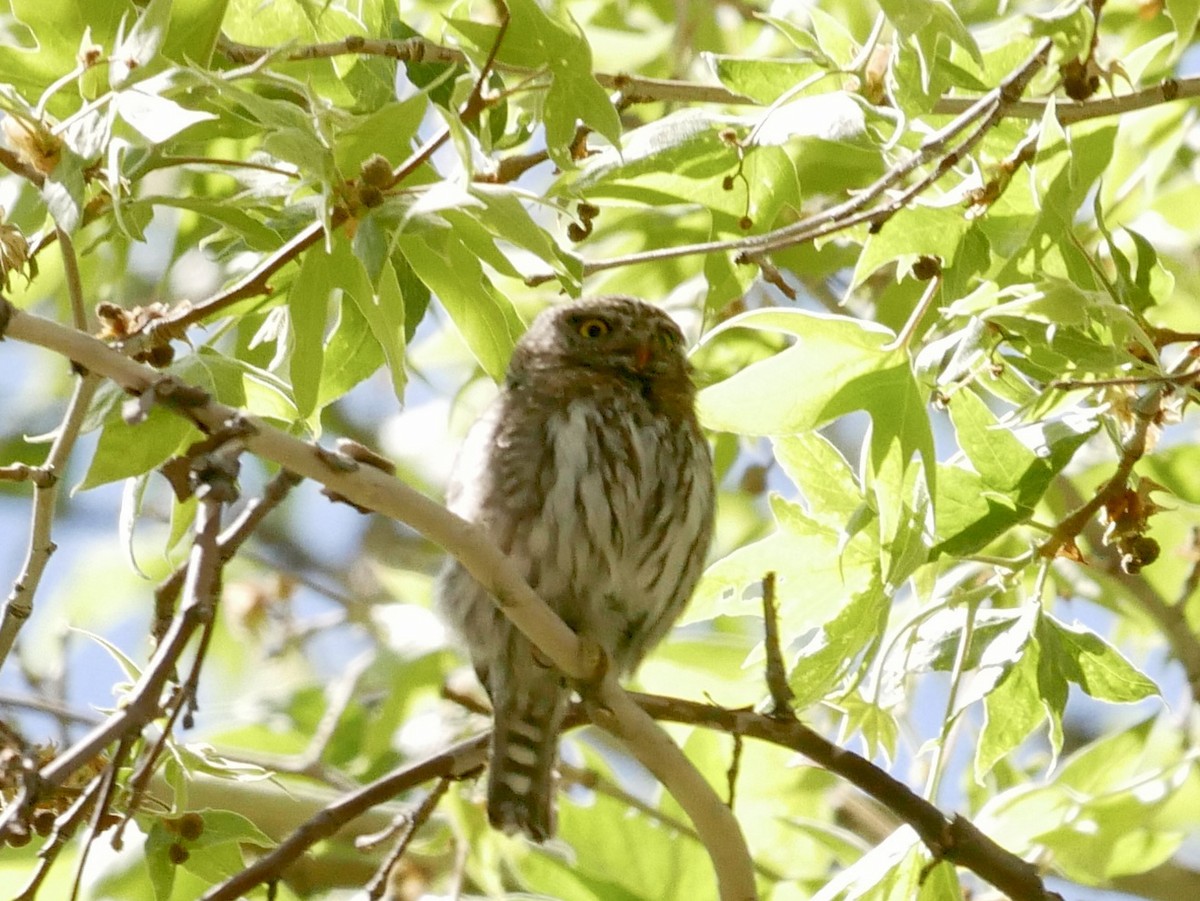 Northern Pygmy-Owl (Mountain) - ML618472639