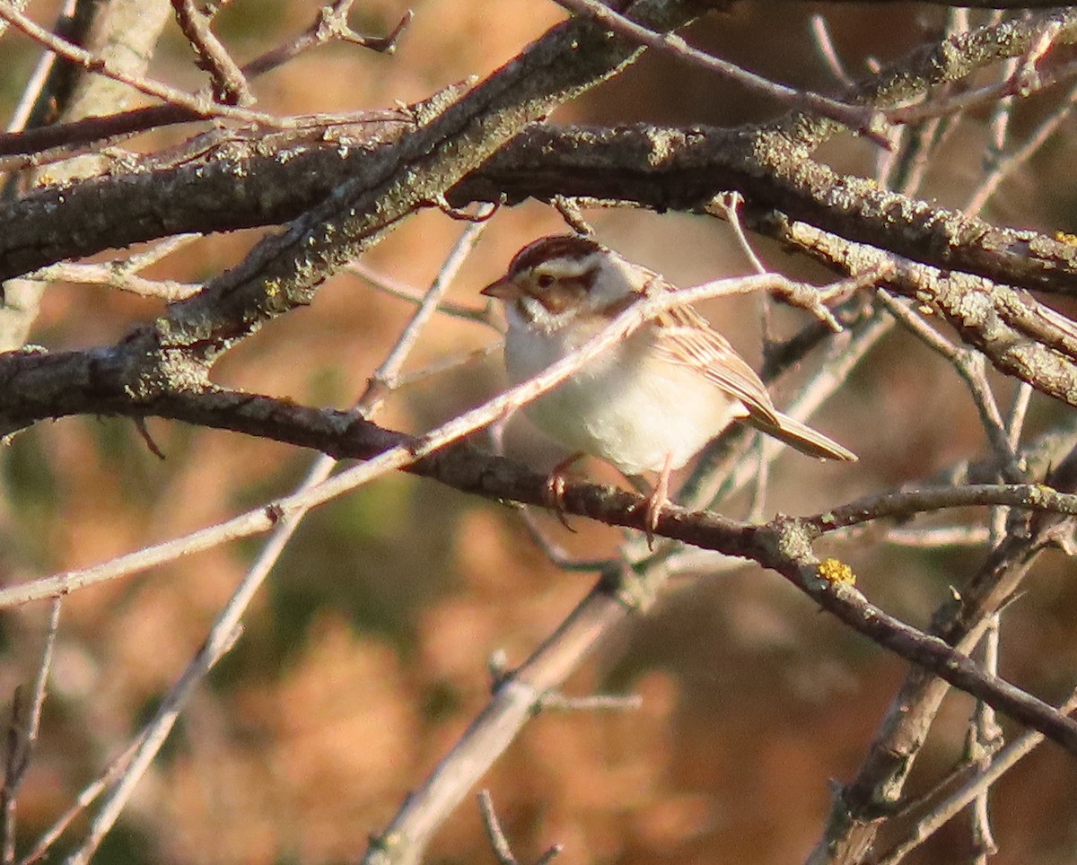 Clay-colored Sparrow - ML618472653