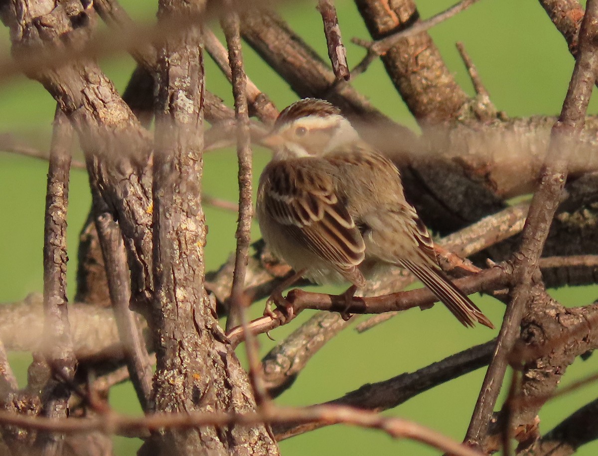 Clay-colored Sparrow - ML618472655