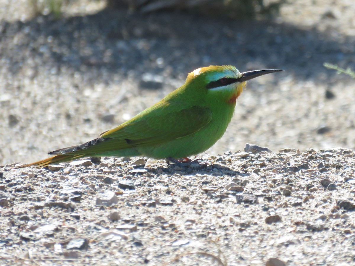 Blue-cheeked Bee-eater - ML618472694