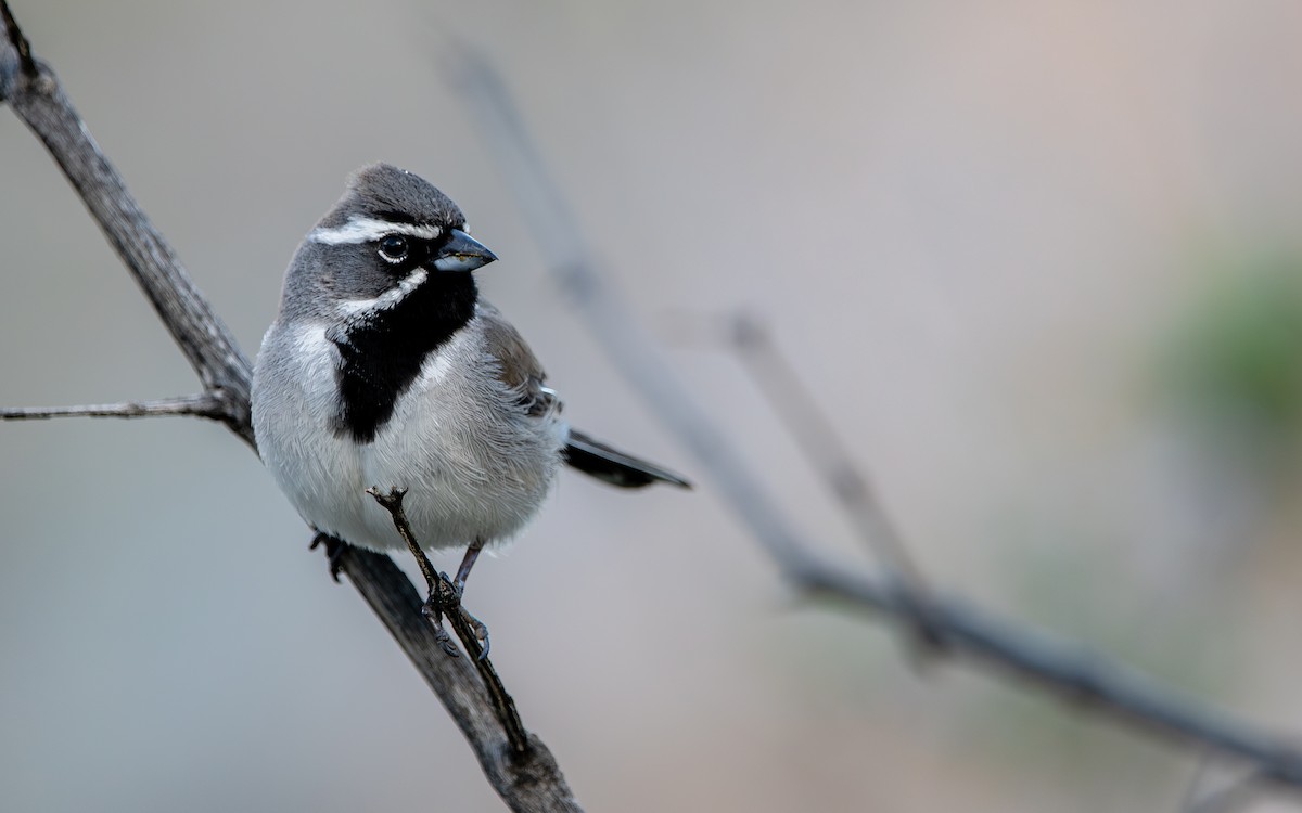 Black-throated Sparrow - ML618472707