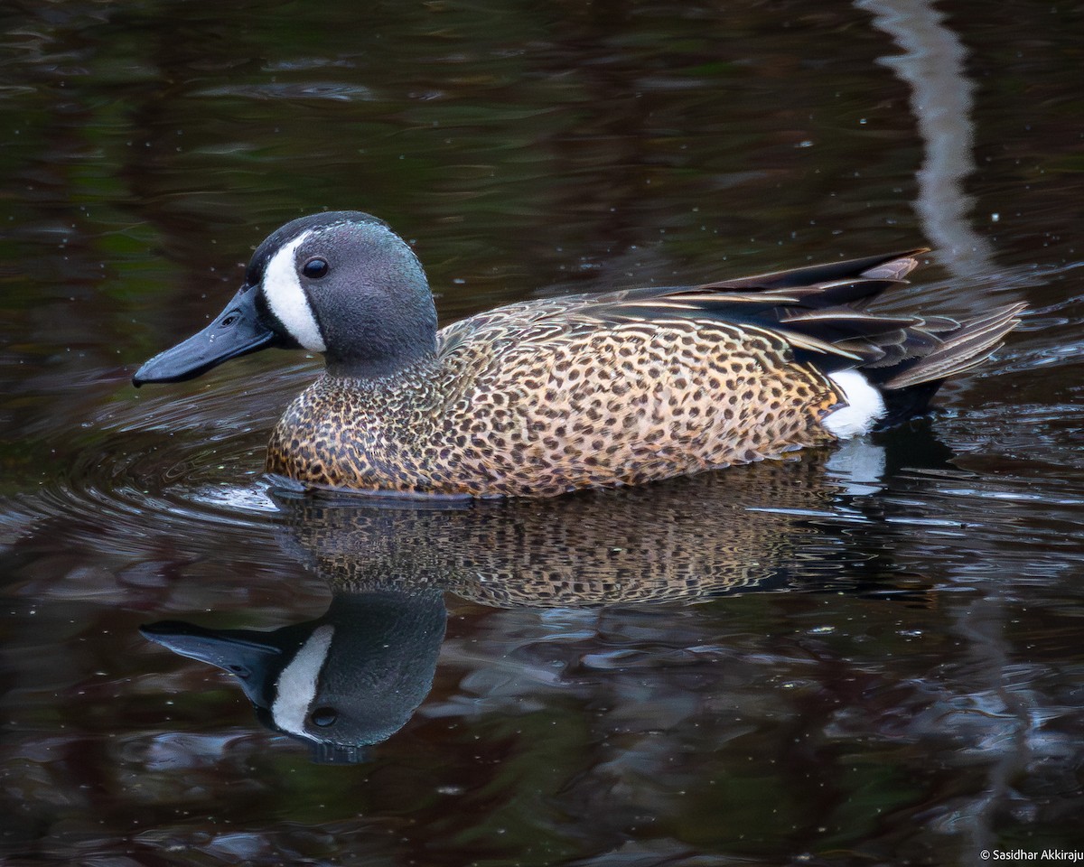 Blue-winged Teal - ML618472710