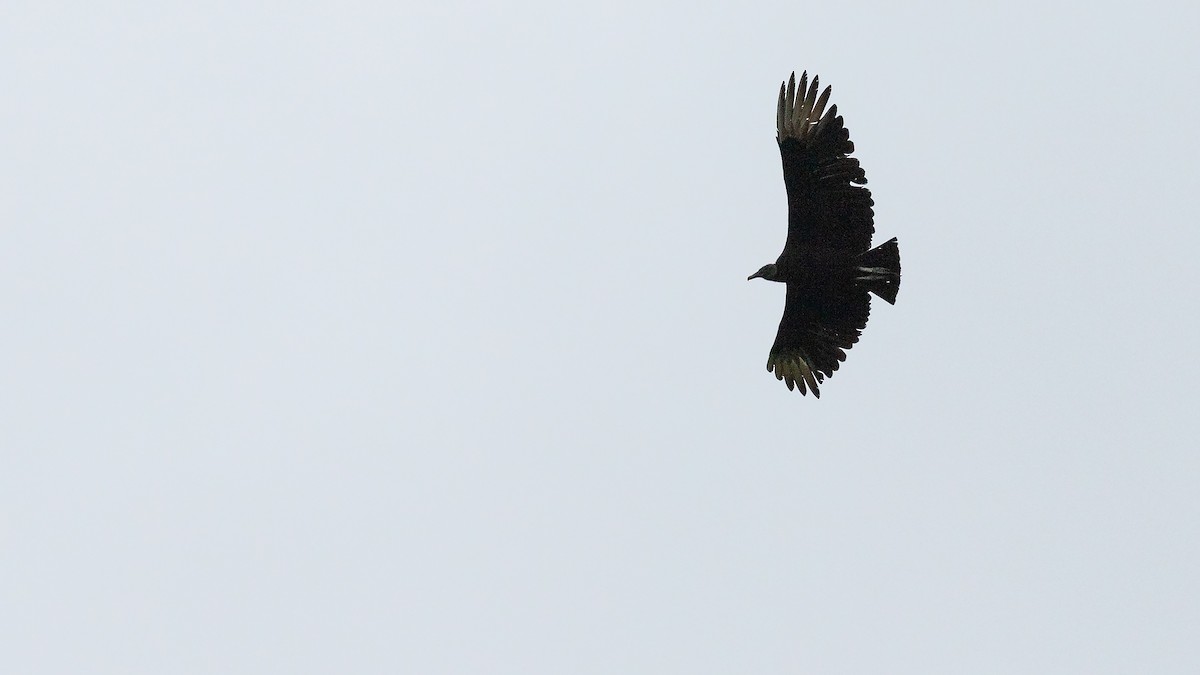 Black Vulture - ML618472711