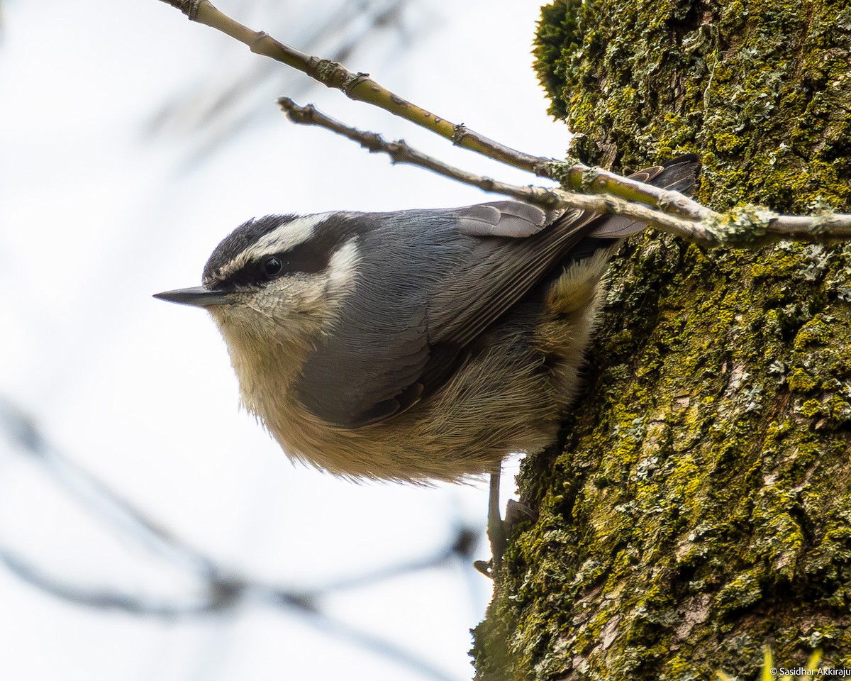 Red-breasted Nuthatch - ML618472733