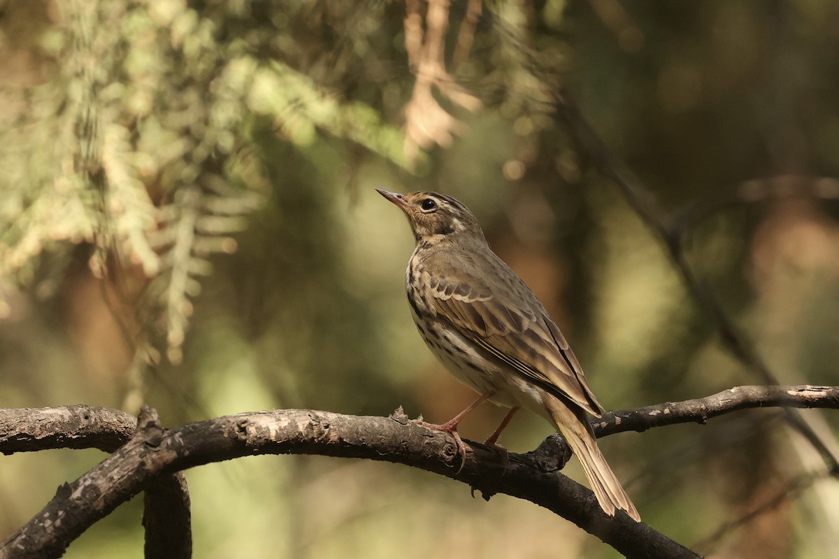 Olive-backed Pipit - ML618472788