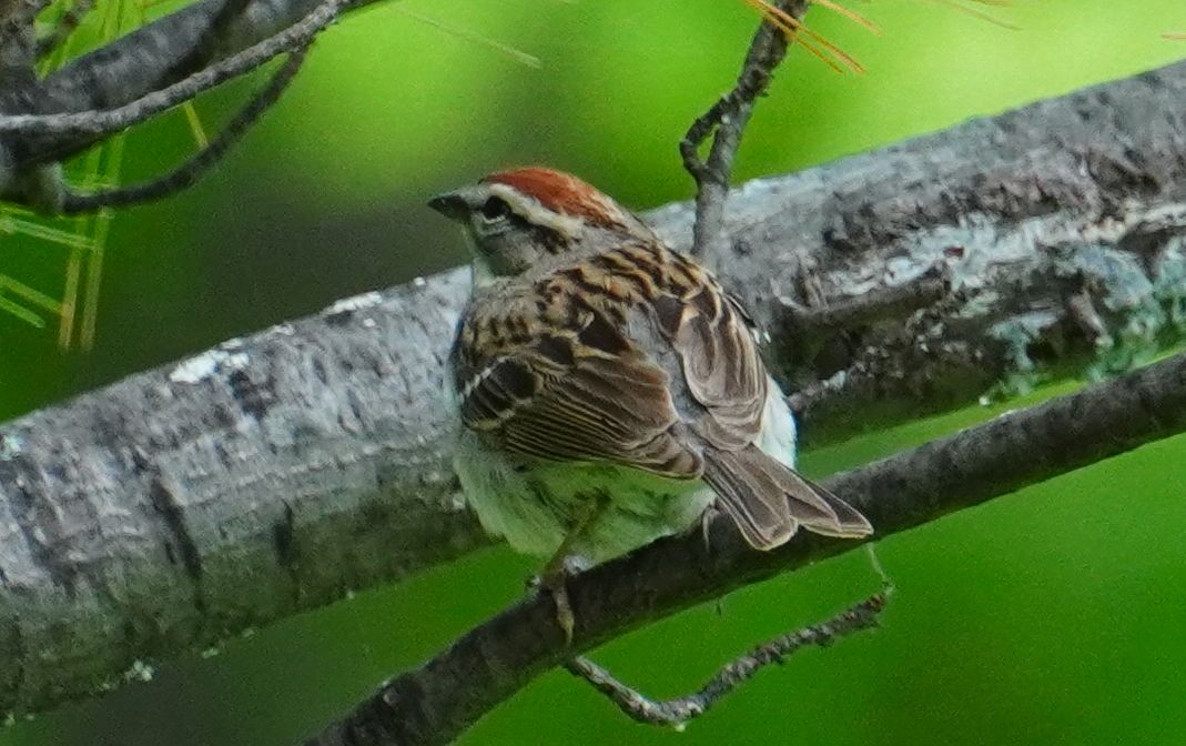 Chipping Sparrow - ML618472799