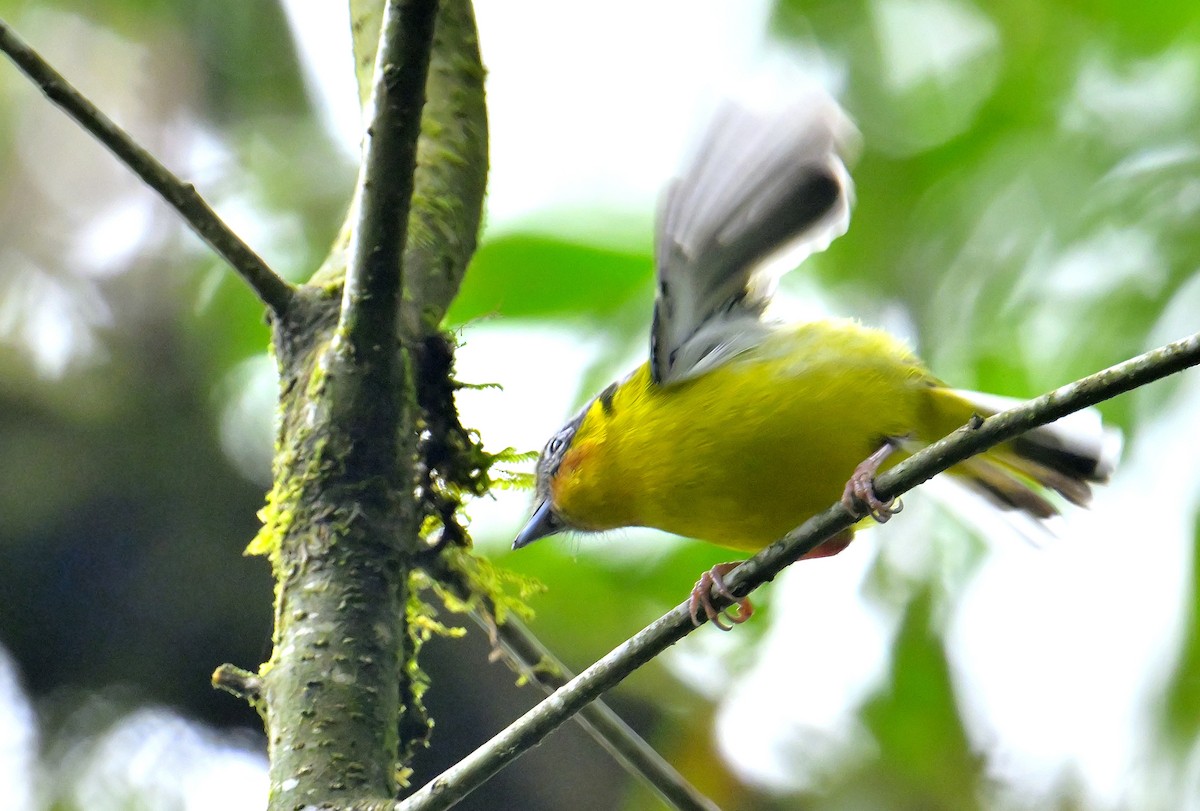 Black-eared Shrike-Babbler - ML618472871