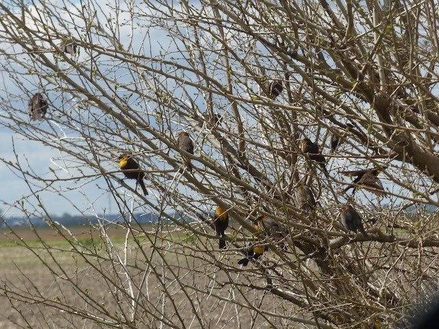 Yellow-headed Blackbird - ML618472950