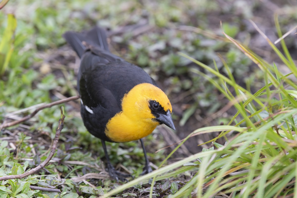 Yellow-headed Blackbird - ML618472994