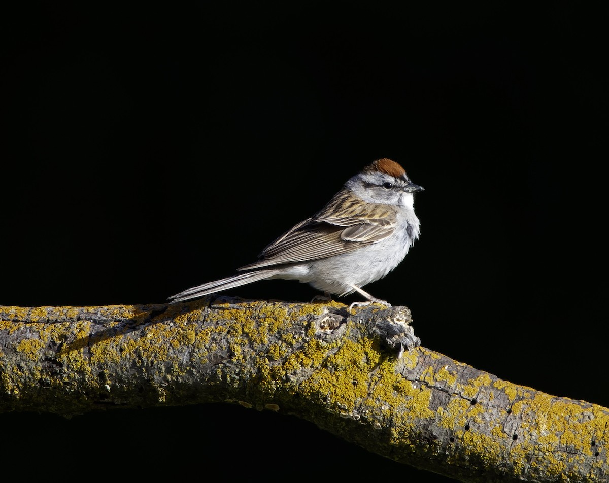 Chipping Sparrow - ML618473028