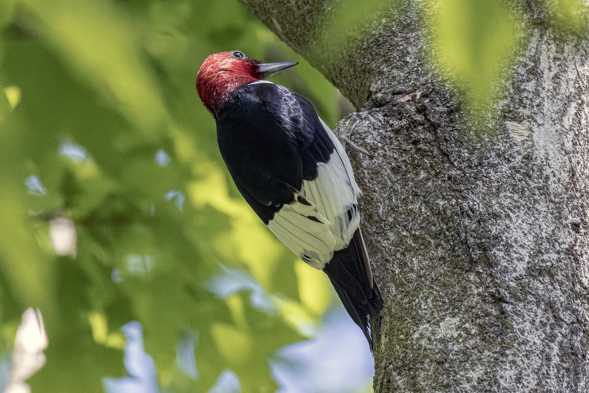 Red-headed Woodpecker - ML618473042