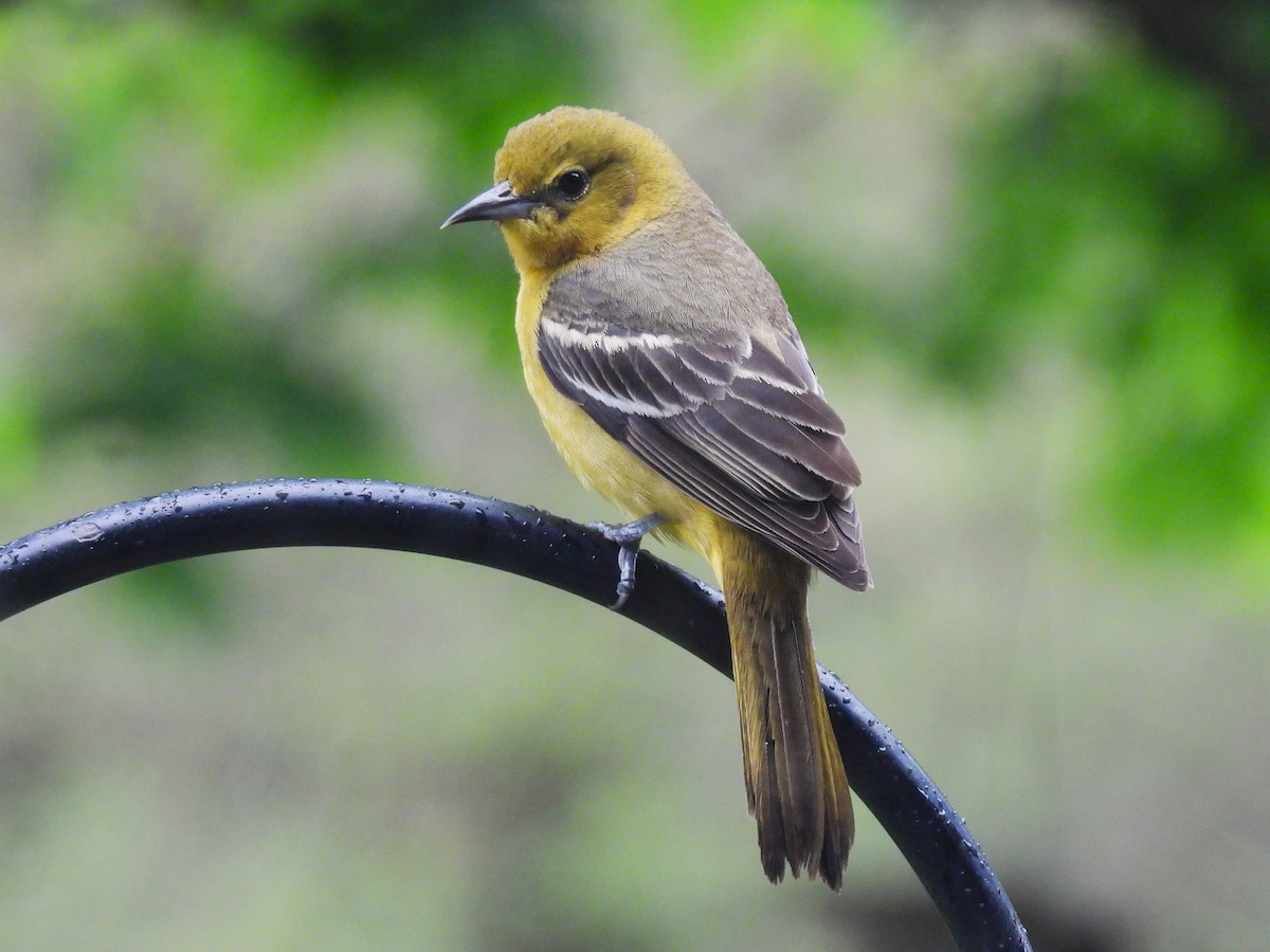 Orchard Oriole - ML618473072