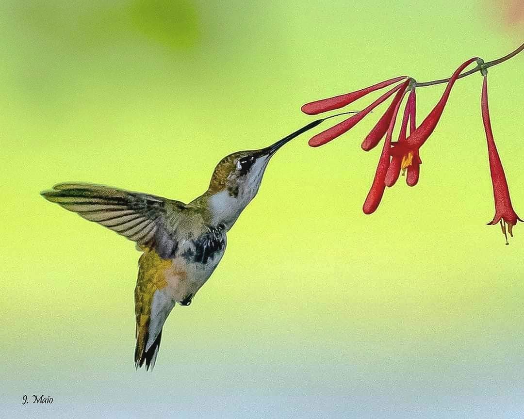 Ruby-throated Hummingbird - ML618473079