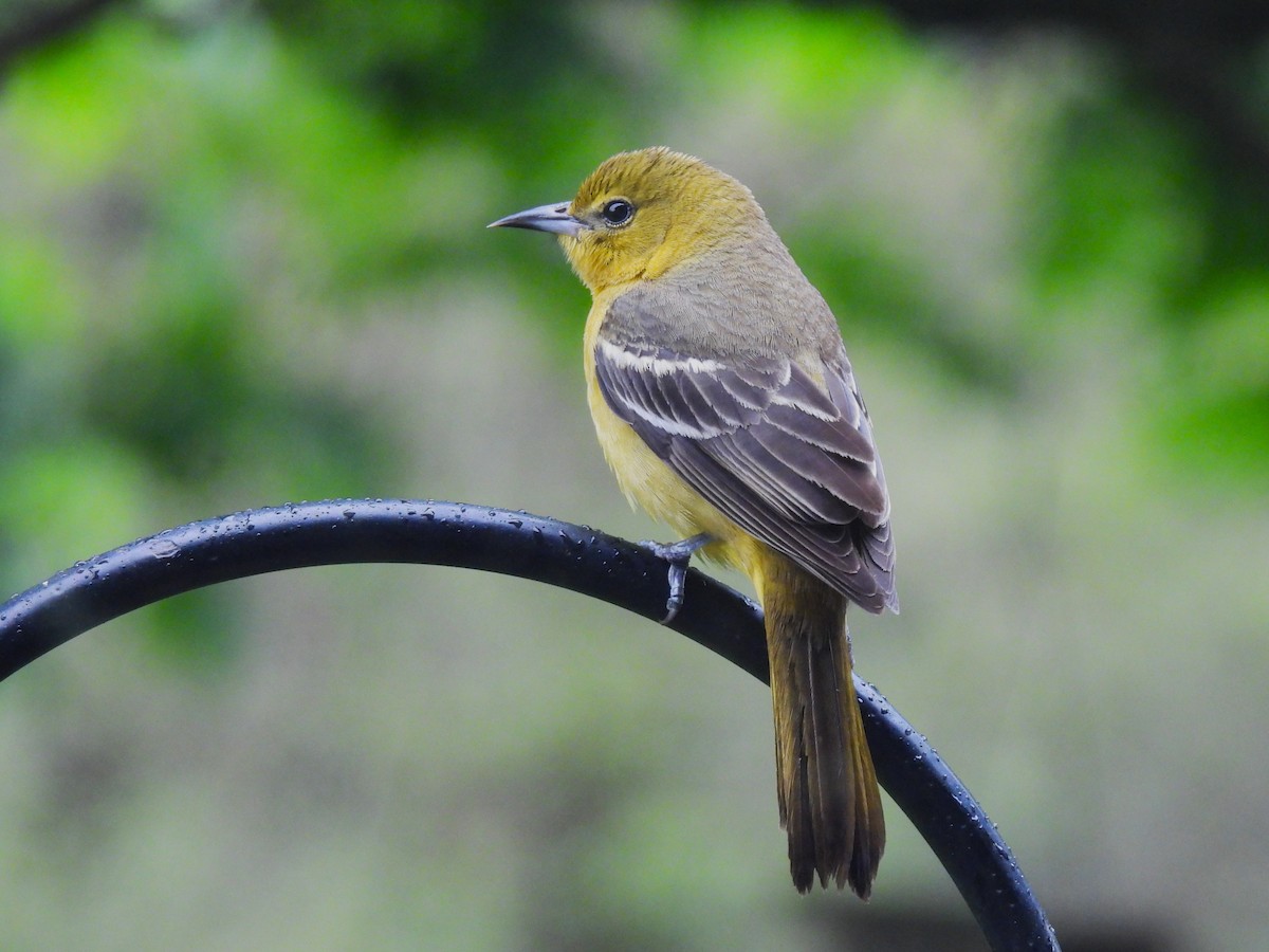 Orchard Oriole - ML618473082
