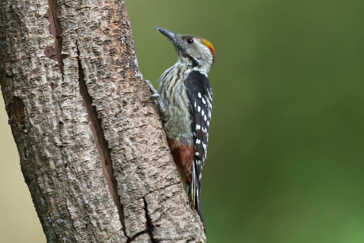 Brown-fronted Woodpecker - Pradeep Choudhary