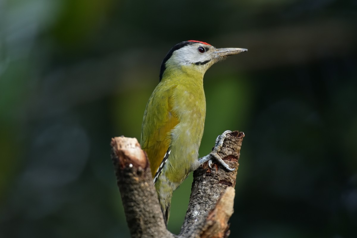 Gray-headed Woodpecker - ML618473097
