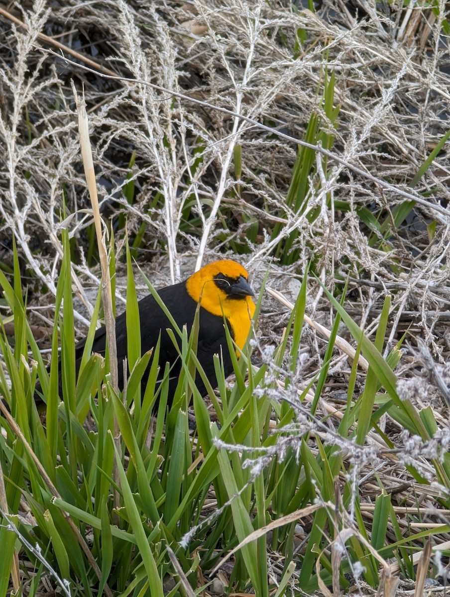 Yellow-headed Blackbird - ML618473117