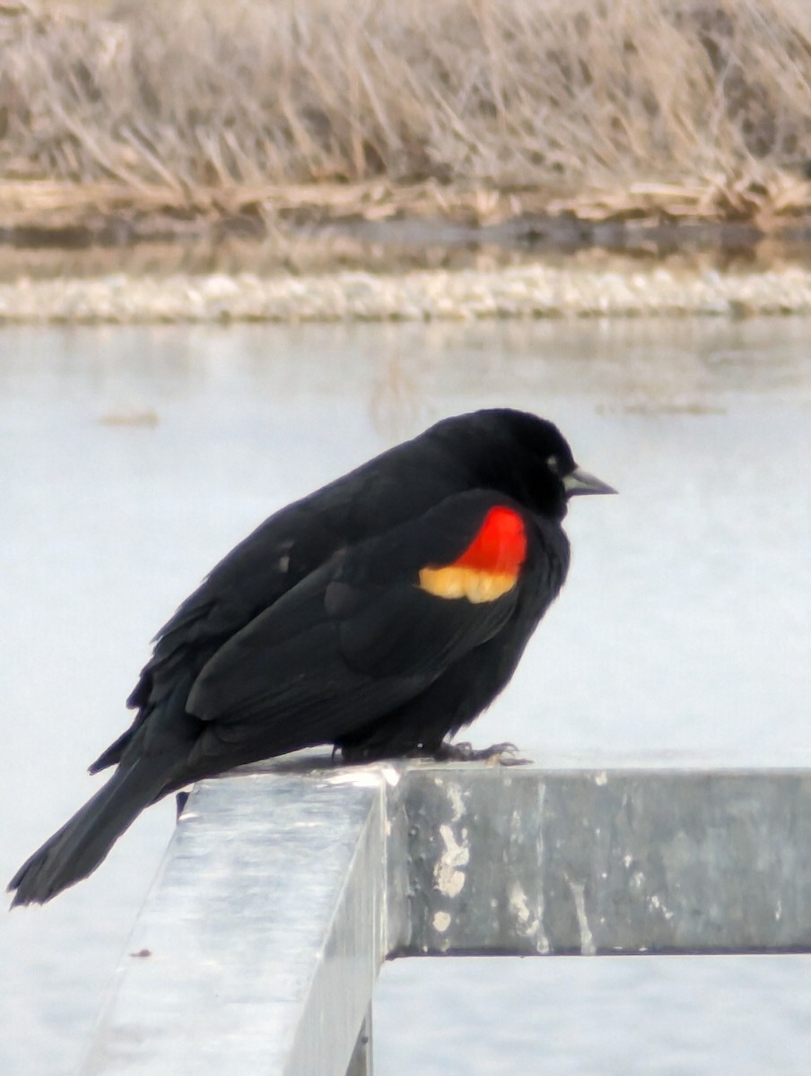Red-winged Blackbird - ML618473140