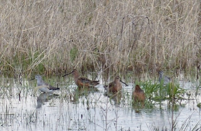 Long-billed Dowitcher - ML618473151