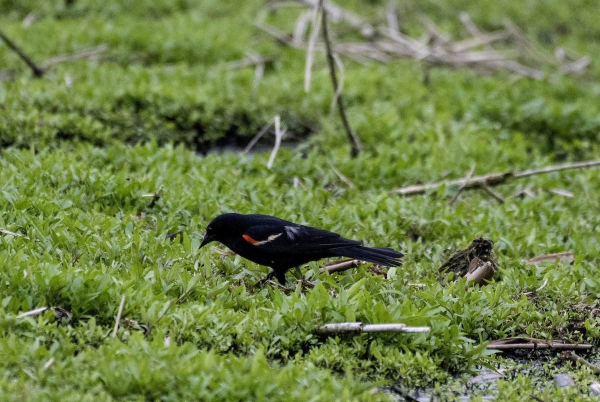 Red-winged Blackbird - ML618473152