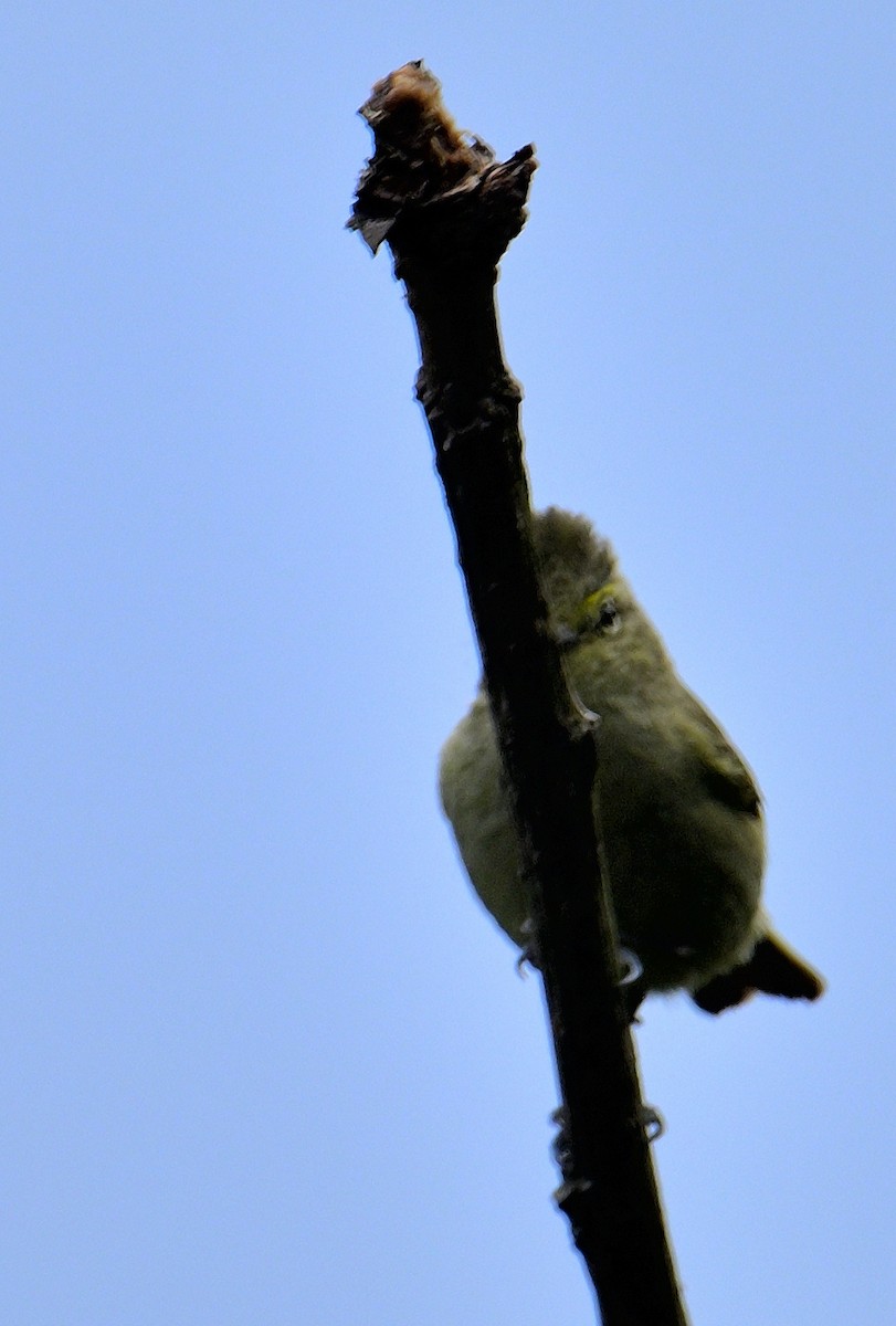 Yellow-browed Tit - ML618473164