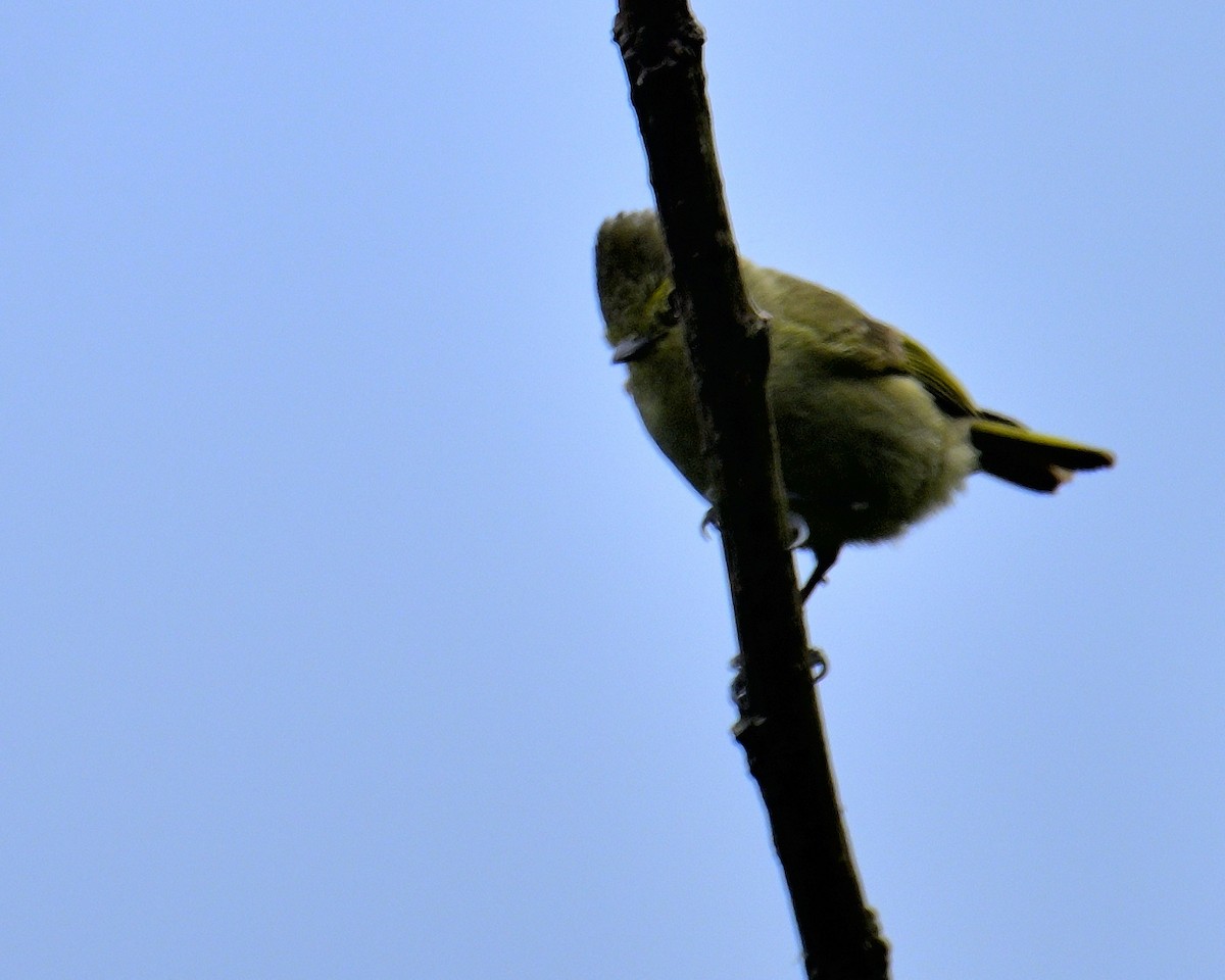 Yellow-browed Tit - ML618473165