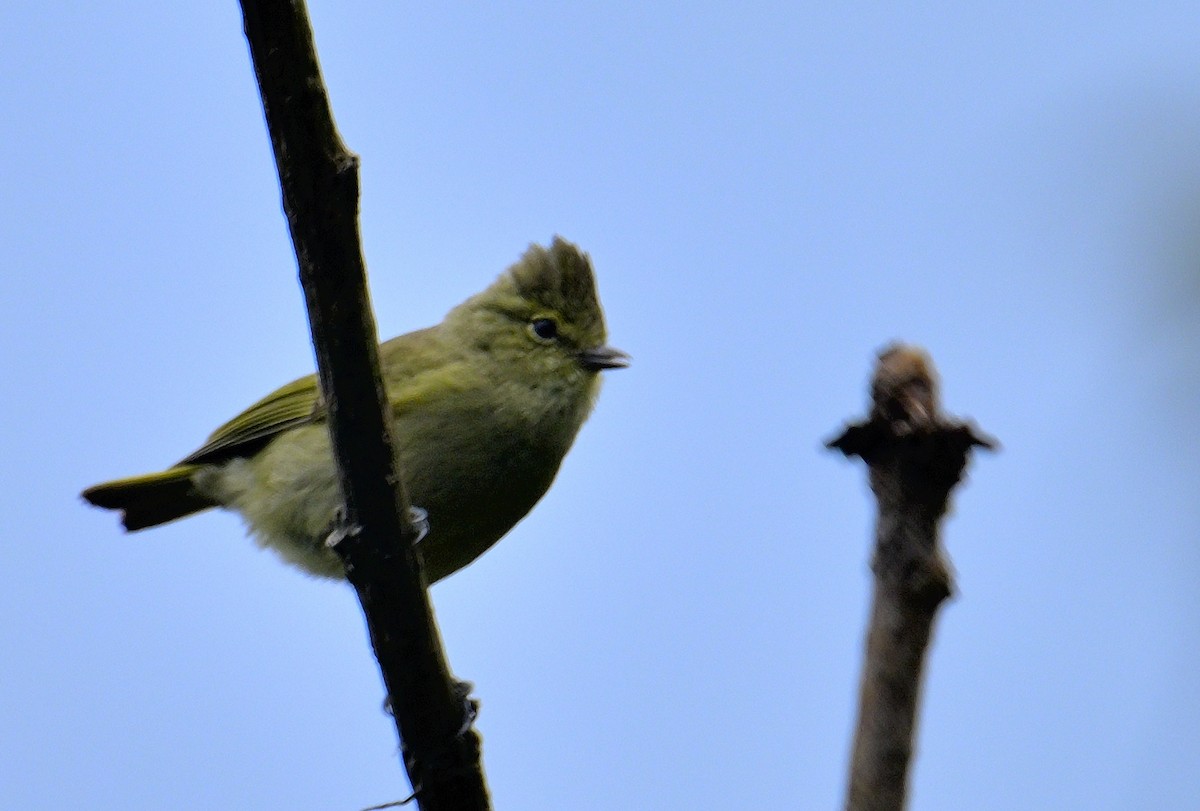 Yellow-browed Tit - ML618473166